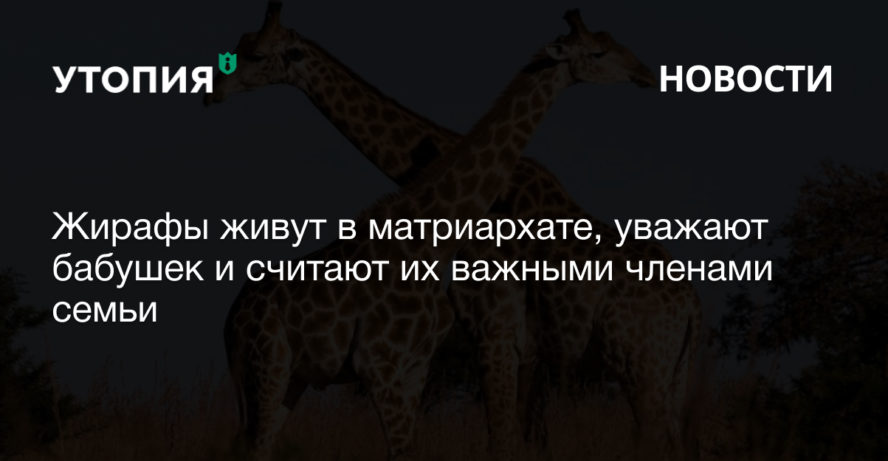 Жирафы живут в матриархате, уважают бабушек и считают их важными членами семьи